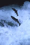 mu20-salmon-13d,8b,4xiuc.tif