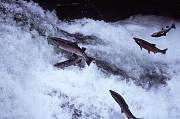 mu4-salmon-13d,8b,4xiuc.tif