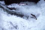 mu5-salmon-13d,8b,4xiuc.tif
