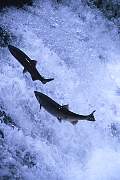 mu9-salmon-13d,8b,4xiuc.tif
