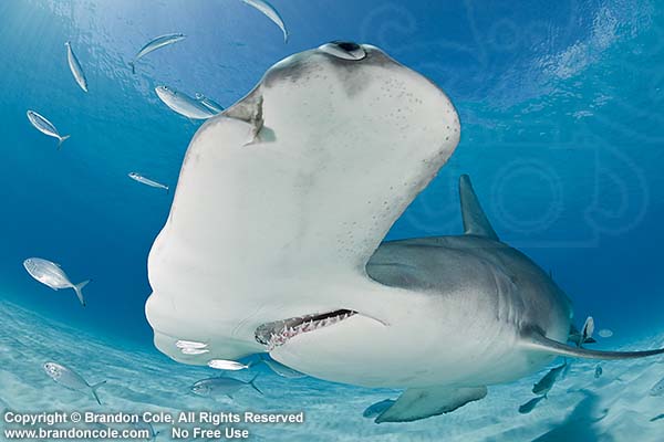a_great_hammerhead_shark_dramatic_underwater_wide_angle_digital_photograph_copyright_Brandon_Cole
