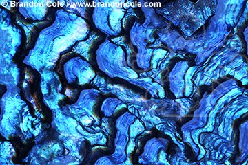 ks3945. Green abalone shell interior (Haliotis fulgens). image from Pacific Ocean