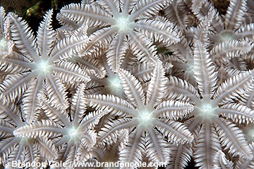mn55. Tree Fern (Clavularia sp.). Also called Palm Coral.