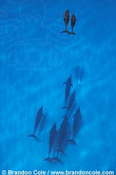 na560. Atlantic Spotted Dolphins (Stenella frontalis). concepts- leadership, competition, partnership, companionship, harmony, teamwork, synergy, advantage, superior