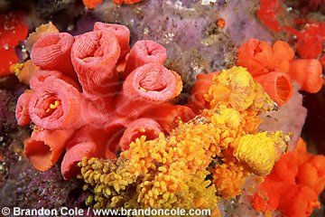 lv426. Coral Wentletrap snails (Epitonium billeeanum) laying eggs on Cup Corals (Tubastraea sp.). This small snail also eats the polyps of the cup coral and acquires the orange coloration. This is an example of parasitism.