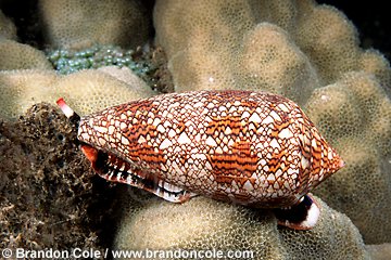 mn758. Textile Cone snail (Conus textile). Very venomous snail, can even kill humans.