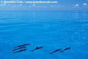 na536. Atlantic Spotted Dolphins resting at the surface, photography from the Bahamas
