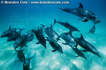 pk10565-D. Atlantic Spotted Dolphins (Stenella frontalis). Bahamas, Atlantic Ocean.
