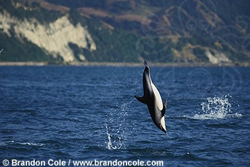 ml249. Dusky Dolphin doing somersaults. Very active species, temperate oceans in southern hemisphere