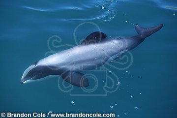 ml289. Hector's Dolphin (Cephalorhynchus hectori). New Zealand, Pacific Ocean.