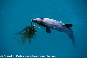 ml299. Hector's Dolphin playing with kelp. Behavior pictures available for advertising and editorial