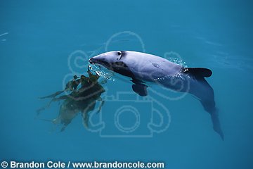 ml299. Hector's Dolphin, playing with kelp