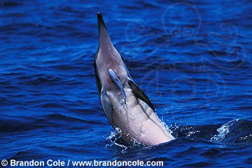 nk800. remora (or sharksucker) on belly of Spinner Dolphin (Stenella longirostris)