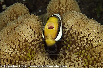 nm0503-D. Clark's Anemonefish (Amphiprion clarkii) defending its sea anemone home. Classic symbiotic relationship in which both members benefit- mutualism. Anemonefish also called Clownfish
