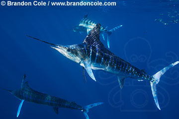 qf2194-D. Striped Marlin (Tetrapturus audax). Pacific Ocean. Photo Copyright © Brandon Cole. All rights reserved worldwide.  www.brandoncole.com