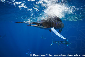 qf2518-D. Striped Marlin (Tetrapturus audax), feeding on Pacific Sardine (Sardinops sagax). Pacific Ocean. Photo Copyright © Brandon Cole. All rights reserved worldwide.  www.brandoncole.com