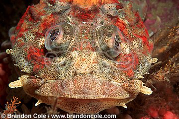 gr493. Red Irish Lord (Hempilepidotus hemilepidotus)