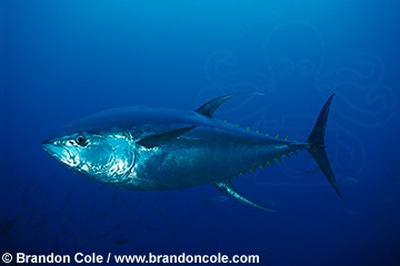 nf16. Yellowfin Tuna (Thunnus albacares). widespread range, important food fish