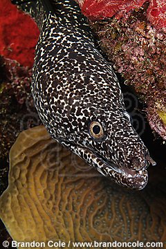 nr0341-D. Spotted Moray Eel (Gymnothorax moringa)