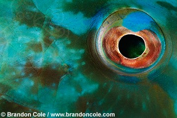 nr0664-D. eye of parrotfish (Scarus sp.). horizontal macro photo, colorful, conceptual
