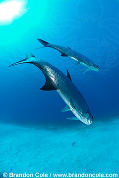 nr0822-D. Tarpon (Megalops atlanticus). Belize, Caribbean Sea. vertical image of two fish