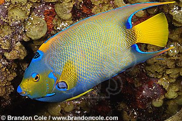 nr1017-D. Queen Angelfish (Holacanthus ciliaris)