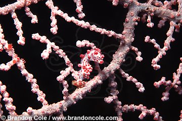 lq8453. Pygmy Seahorse (Hippocampus bargibanti) only 1cm long. Camouflages brilliantly with sea fan. Indonesia.