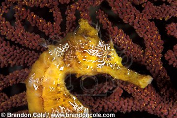 nd612. Pacific Seahorse (Hippocampus ingens)