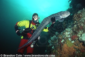 la3149. Wolf Eel (Anarrhichthys ocellatus), interacting with scuba diver Melissa Cole (model released)
