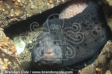 le3993. Wolf Eel (Anarrhichthys ocellatus), female protecting egg cluster