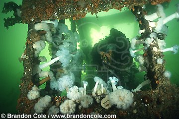 kn2651. shipwreck beams overgrown with Plumose sea anemones (Metridium senile)