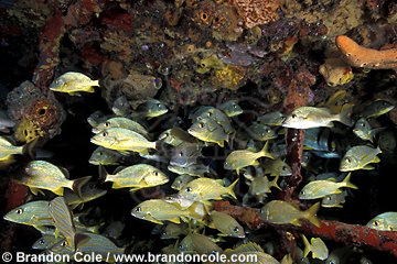 na842. grunts under shipwreck (Haemulon spp.). Many grunt species schooling together.