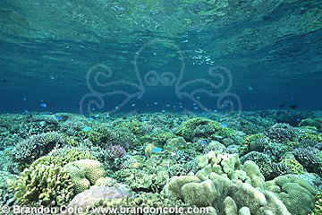 lq8470. The coral reef, one of nature's richest realms. 