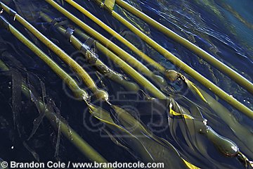 ci12073. Bull Kelp (Nereocystis luetkeana). Hollow stems help kelp plant to float on surface.