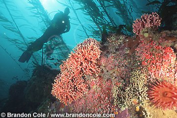 ld4062. scuba diver (model released) explores colorful rocky reefs in the kelp forests off Monterey, California.