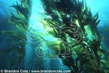 ld4120. Giant Kelp (Macrocystis pyrifera) underwater