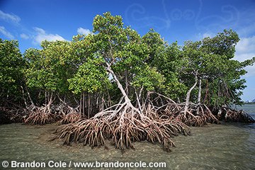qa0044-D. mangroves (Rhizophora sp.). Key Biscayne, Florida, USA, Atlantic Ocean. Photo Copyright  Brandon Cole. All Rights Reserved