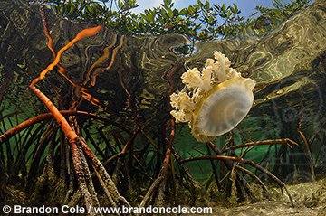 qa33076-D. Upsidedown Jellyfish (Cassiopea frondosa) in the mangroves. Bahamas, Atlantic Ocean. Photo Copyright  Brandon Cole
