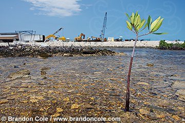 qa70580-D. one Red Mangrove (Rhizophora mangle) plant growing where once many thrived before development of the Bimini Bay Resort destroyed vital mangrove habitat. Bimini, Bahamas, Atlantic Ocean. Photo Copyright  Brandon Cole. All Rights Reserved