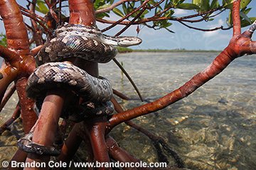 qa70925-D. Biminia Boa (Epicrates striatus fosteri) in Red Mangrove (Rhizophora mangle) plant. Bimini, Bahamas. Photo Copyright  Brandon Cole.