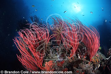 mk201. Sea Whip Corals (Ellisella sp.). also known as gorgonians