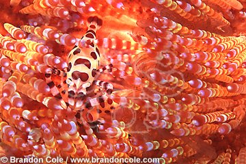 lq8447. Colemans Shrimp (Periclimenes colemani) hiding among spines of poisonous fire sea urchin (Asthenosoma varium).