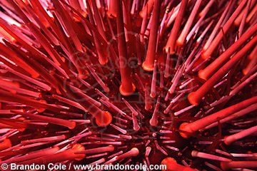 ij704. spines of Red Sea Urchin (Stronglyocentrotus franciscanus). temperate waters of the eastern Pacific Ocean