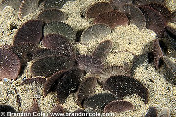 ng127. sand dollars (Dendraster excentricus). Common in shallow sandy bottoms. Related to sea stars and sea urchins.