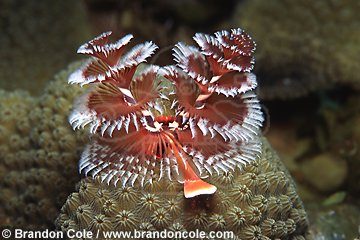 lo6653. Christmas Tree Worm (Spirobranchus giganteus)