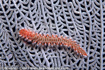 lo7179. Bearded Fireworm (Hermodice carunculata). Caution bristles cause burning.