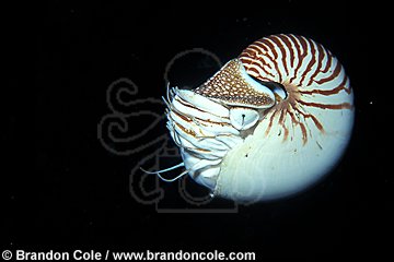 lq8295. Chambered Nautilus (Nautilus pompilius). Most primitive of cephalopods and ancestor of octopus and squid.