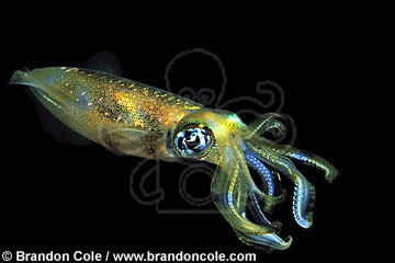 lq9660. Bigfin Reef Squid (Sepioteuthis lessoniana)