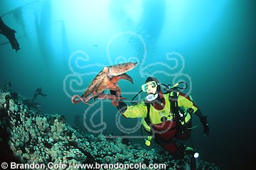 ma32. Pacific Giant Octopus (Enteroctopus dofleini), interacts with scuba diver Melissa Cole (model released)