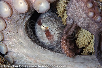nt1. Pacific Giant Octopus (Enteroctopus dofleini). Female protecting eggs